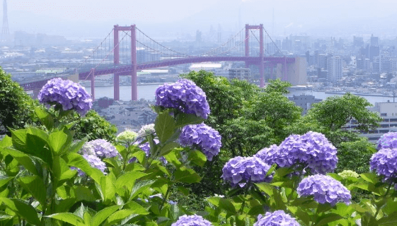 高塔山公園の紫陽花