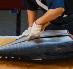 マグロ解体ショー